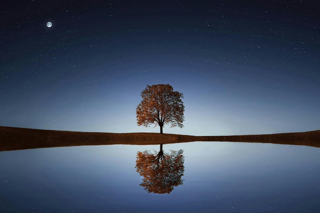 Photo by Pixabay: https://www.pexels.com/photo/green-tree-268533/