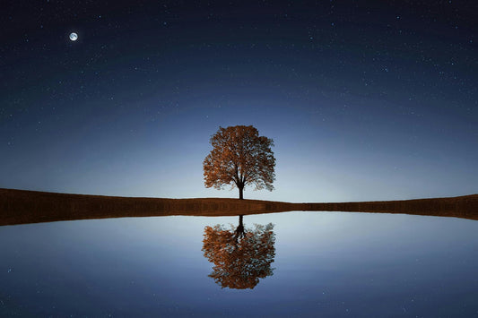 Photo by Pixabay: https://www.pexels.com/photo/green-tree-268533/